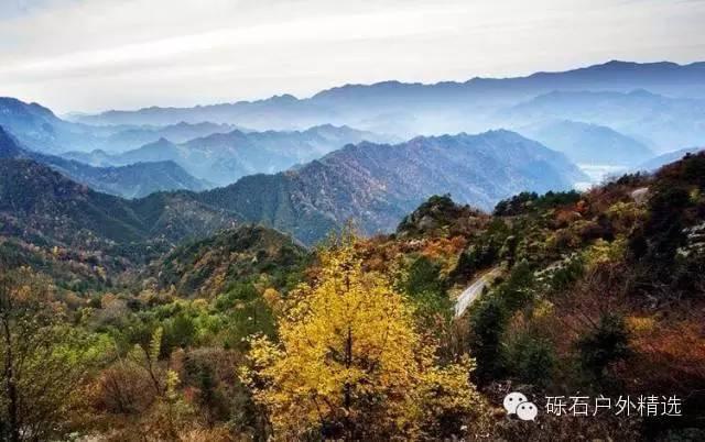 仙寓山富硒野生茶多少钱