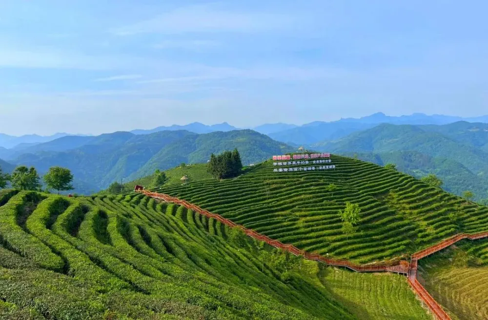 安康富硒茶平利县好不好