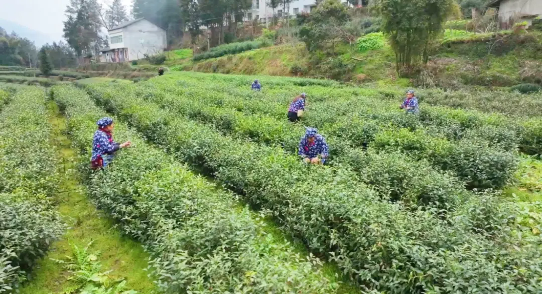 万源富硒茶 雀舌在哪买