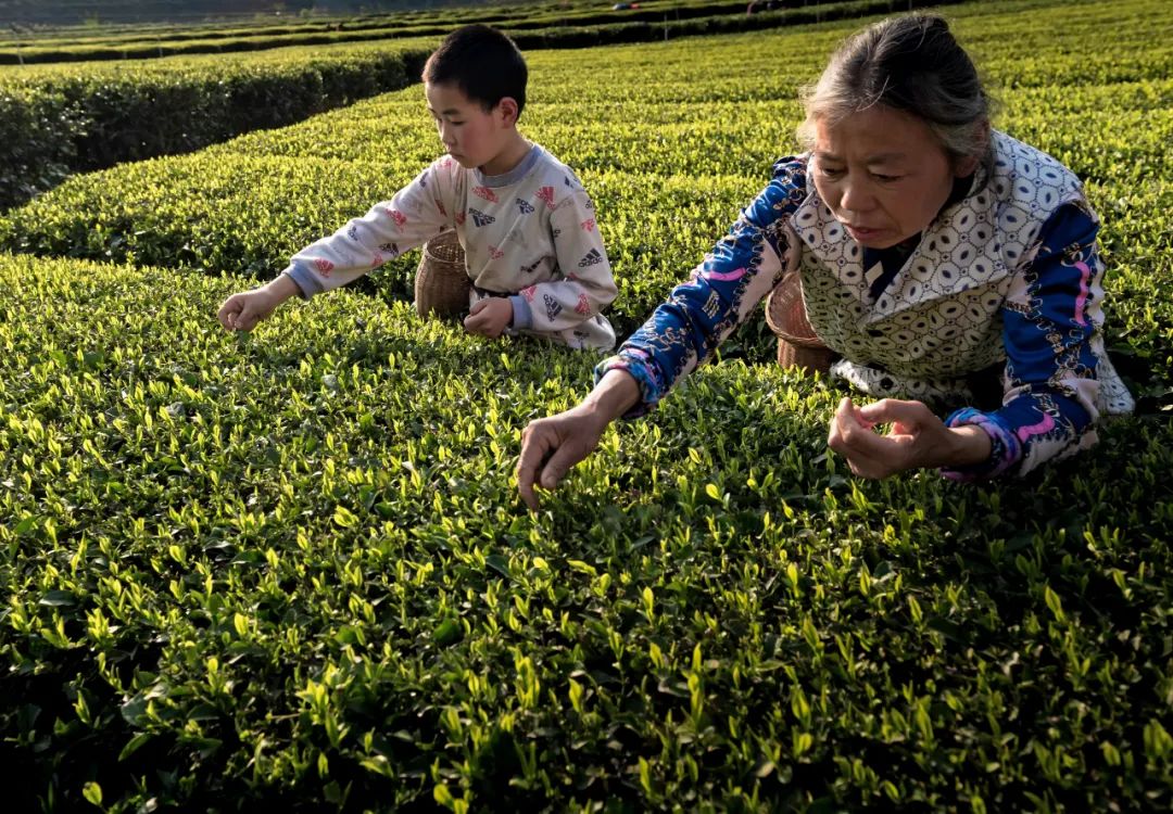 恩施富硒茶价格表春之然
