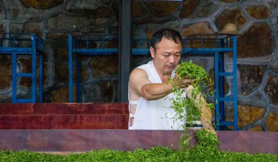 恩施富硒茶价格表春之然