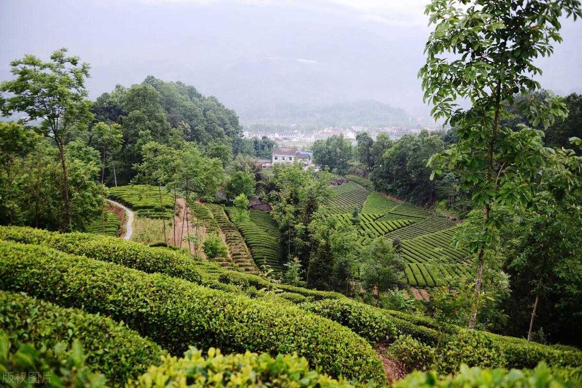 全国三大富硒茶区在哪里