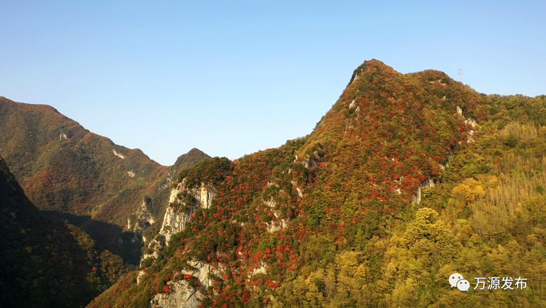 万源富硒茶巴山雀舌营养