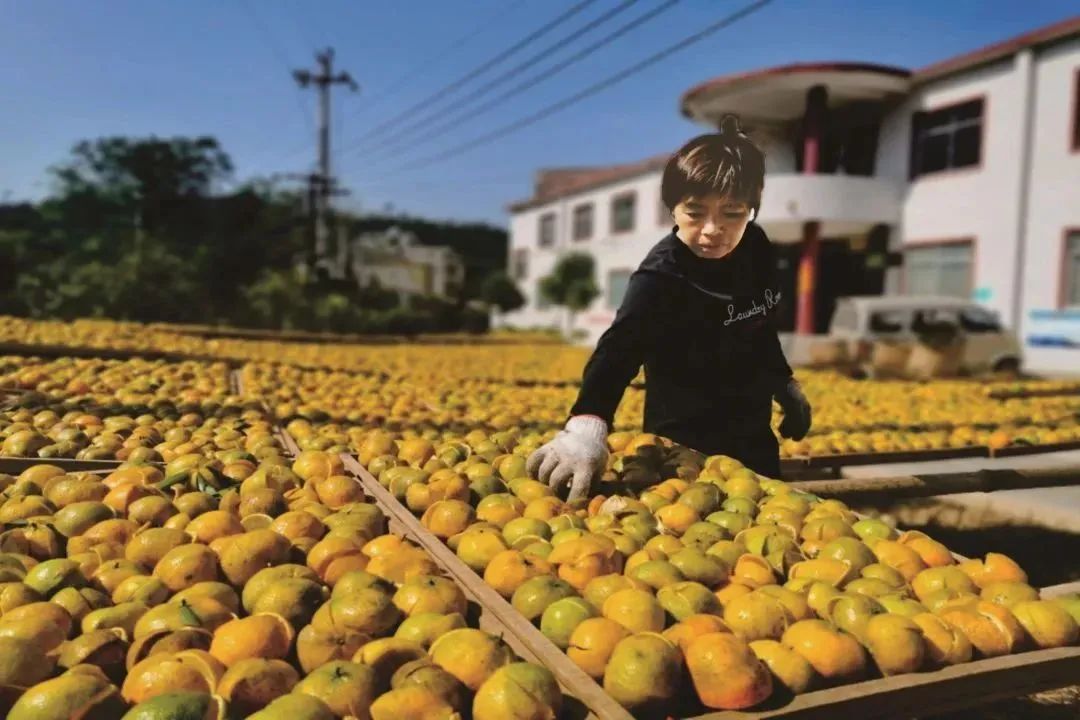 山西富硒八仙茶加工厂家