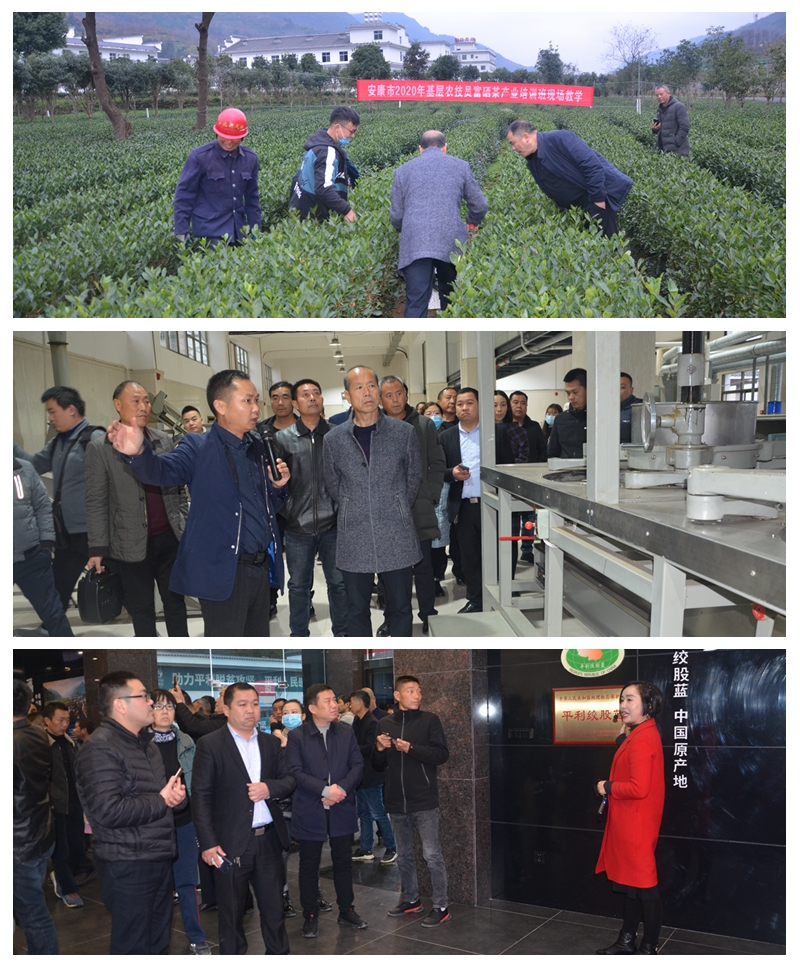 葵峰富硒茶培训班怎么样