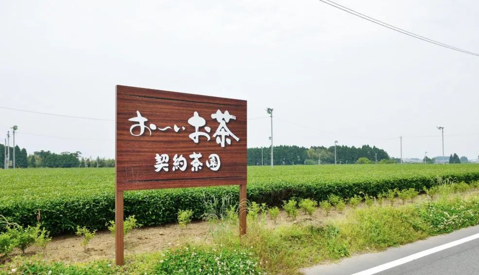富硒茶一天能泡多少克呢