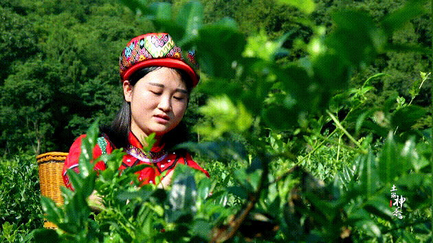 富硒龙须藤茶多少钱一斤