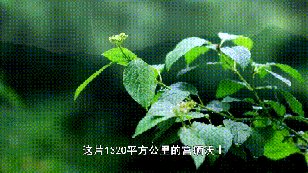 富硒龙须藤茶多少钱一斤