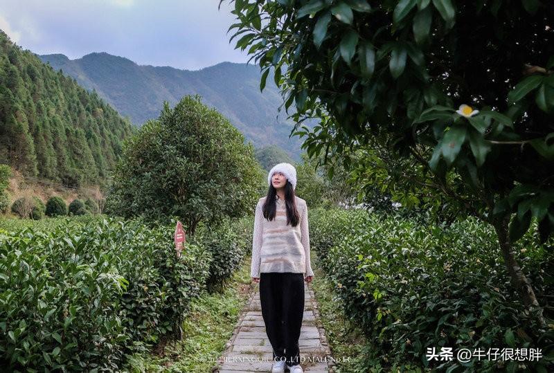 富硒仙寓山野茶多钱一盒