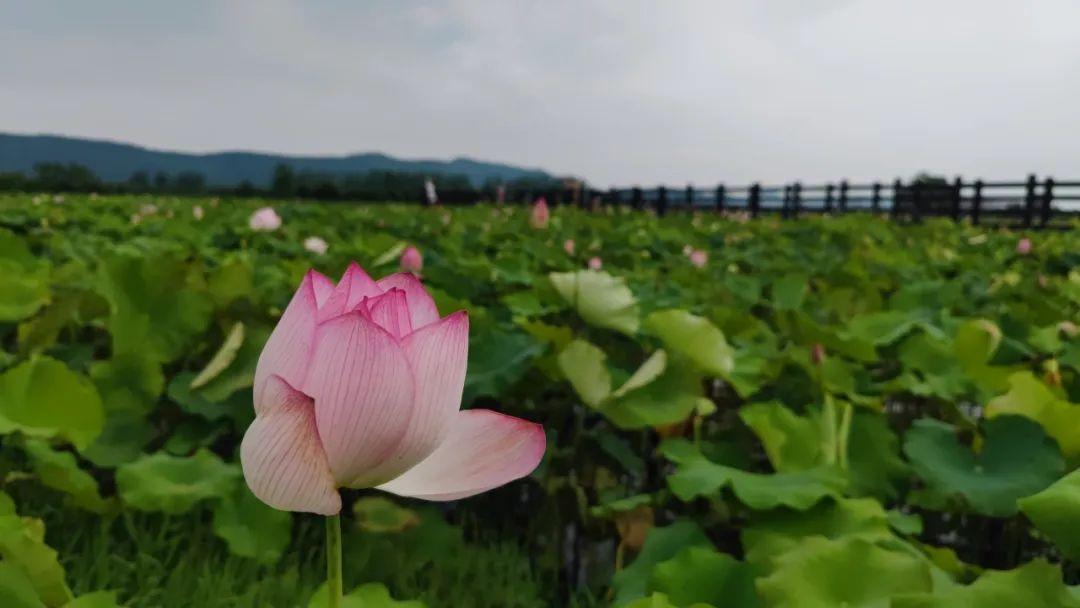 巴东野三关是富硒茶区吗