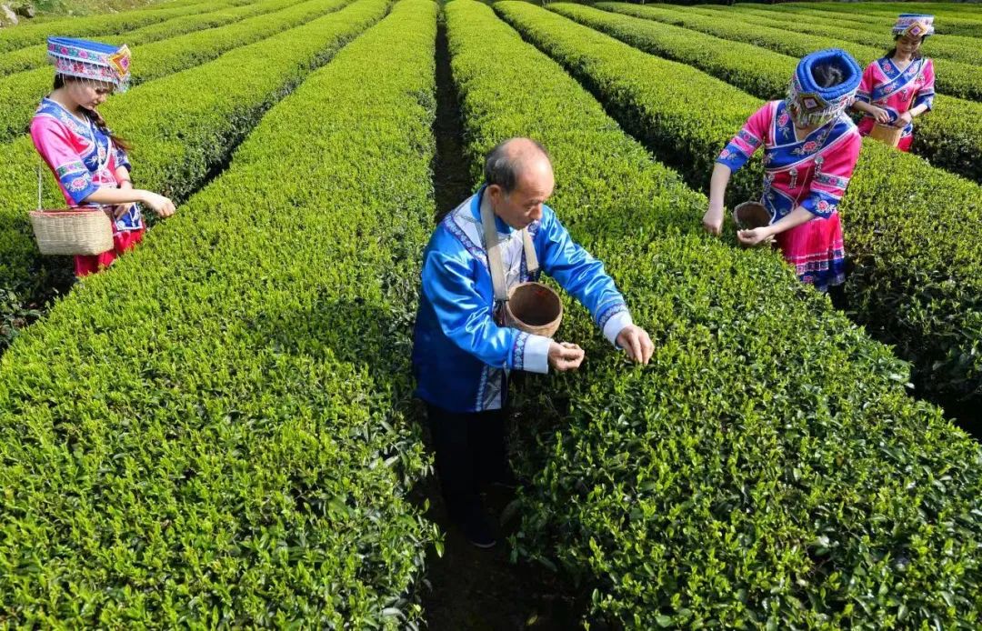 恩施富硒茶哪一款香耐泡