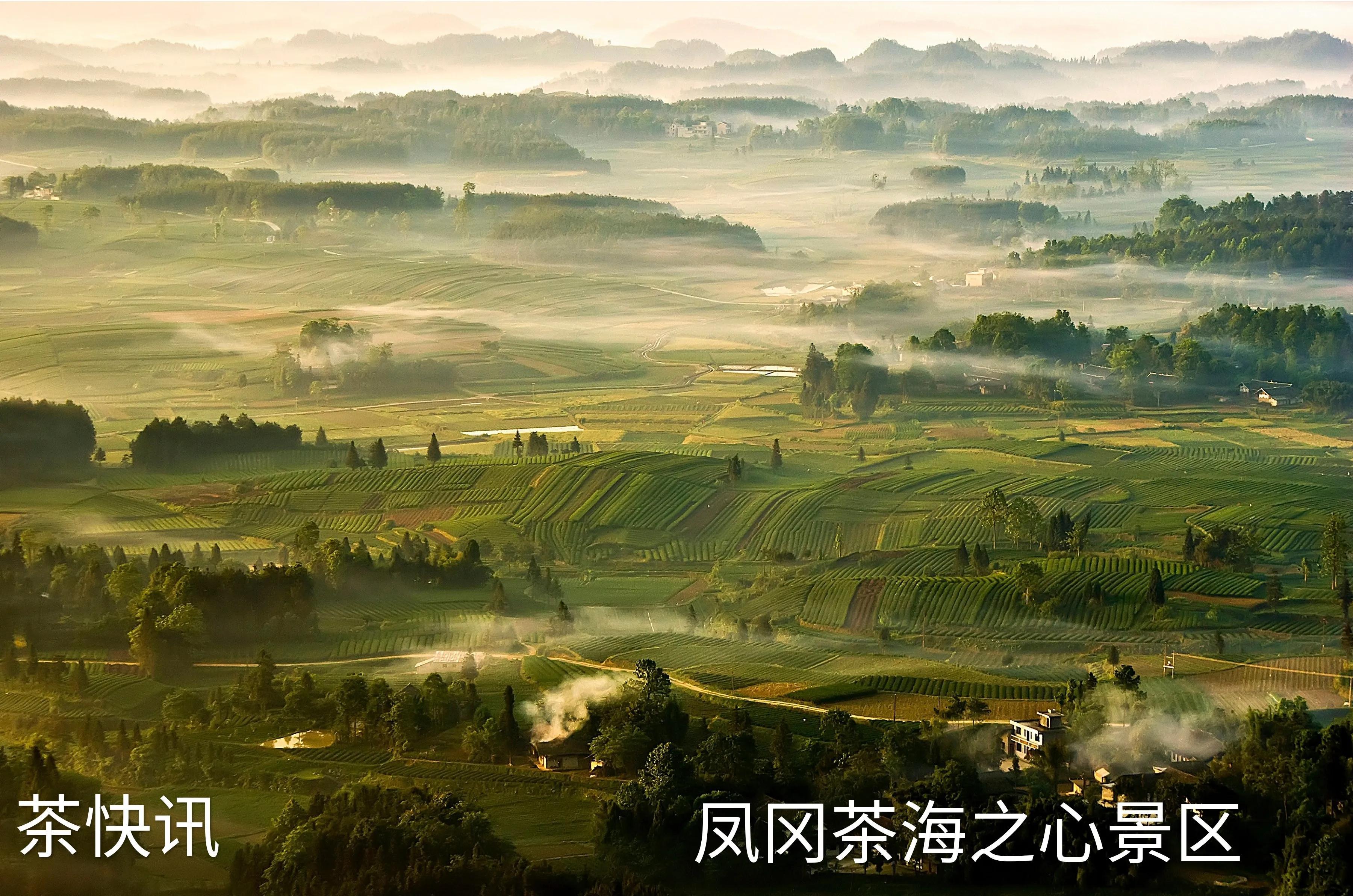 凤冈县富硒茶多少钱一斤