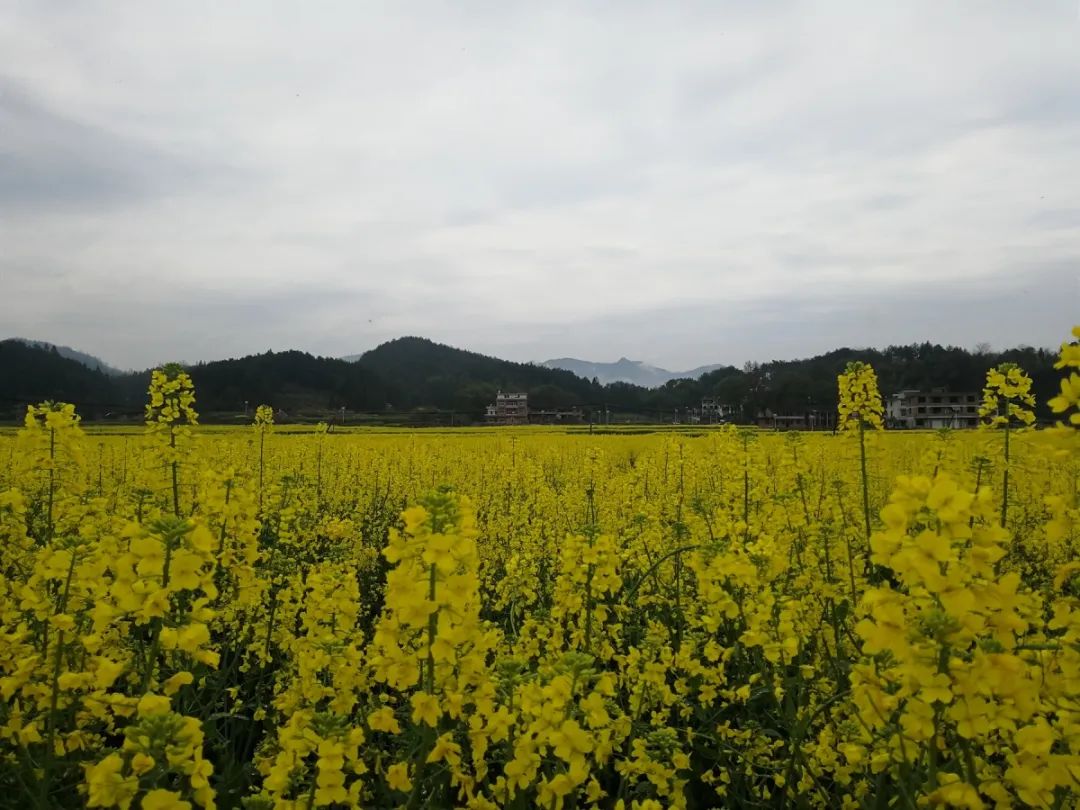 邵阳有机富硒大米的加工