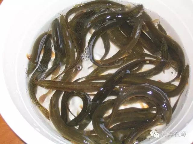 富硒大米什么时候开始吃