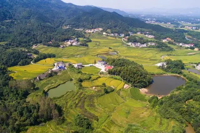 富硒大米是转基因大米吗