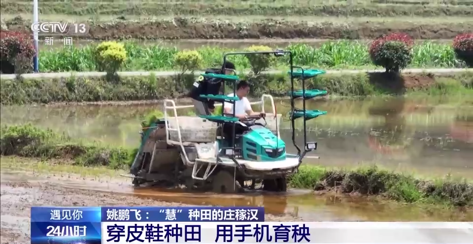 长沙有机富硒大米的丰收