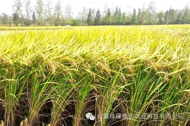 安徽富硒大米哪里生产最