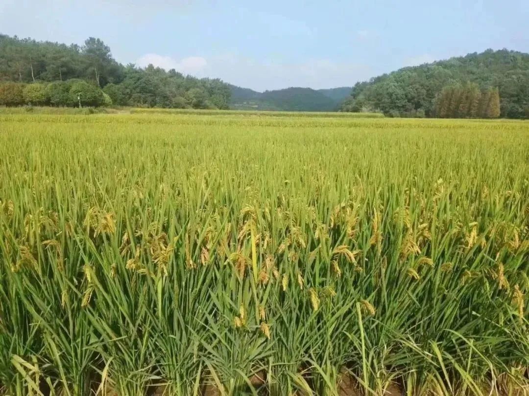 富硒粮仓大米是不是糯米