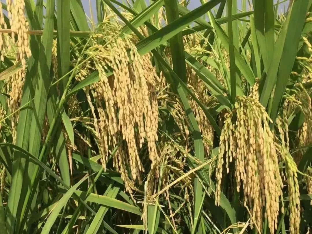 富硒粮仓大米是不是糯米