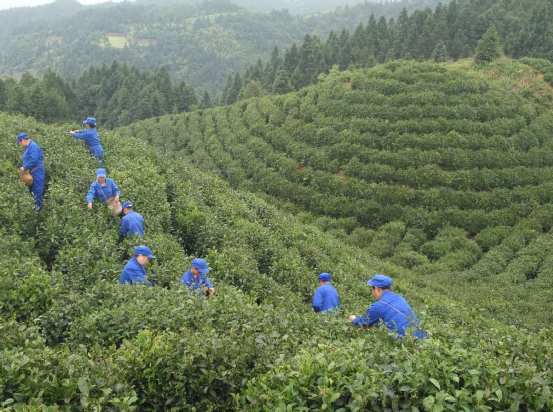 安康哪里产富硒大米最多