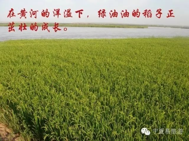 宁夏塞外香富硒大米品牌