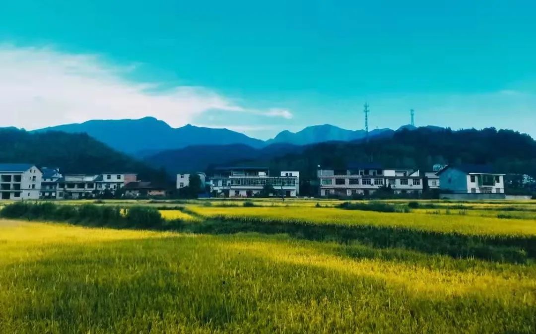 江西哪里有富硒大米批发