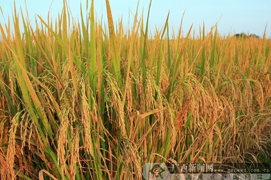长寿乡富硒大米种植基地