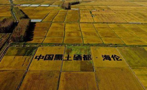 长寿乡富硒大米种植基地