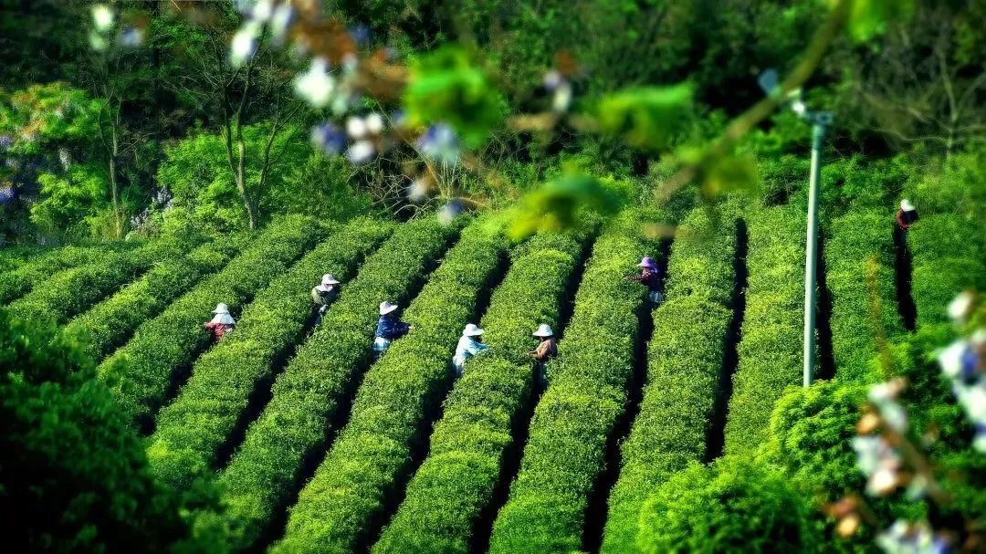 南京有机富硒大米品牌化