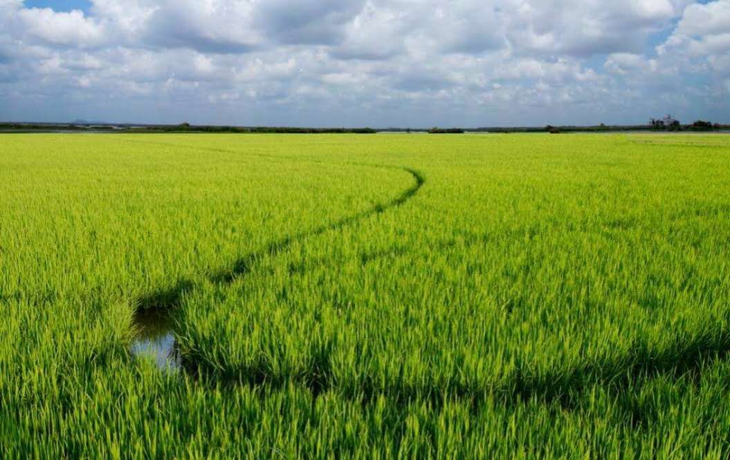 长寿乡富硒大米种植基地