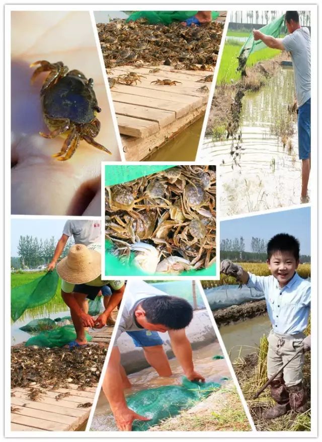源硒地高富硒大米十斤装