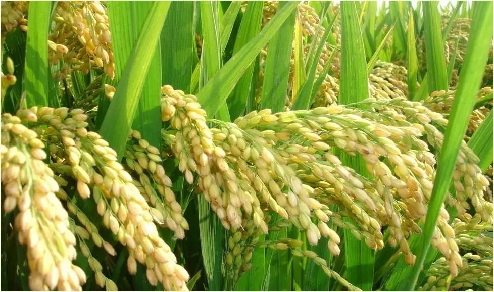 方正富硒大米价格20斤