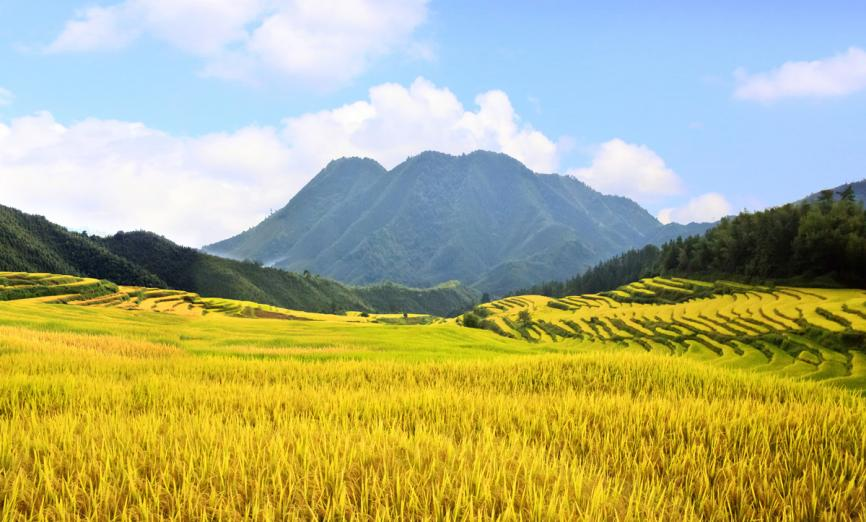 丰城乡意浓有机富硒大米