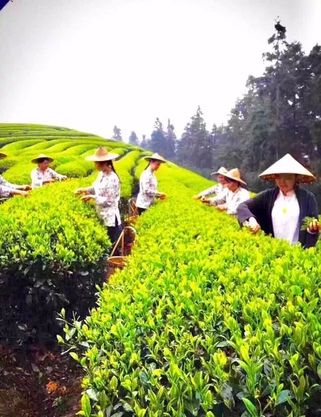 成都有机富硒大米的化肥