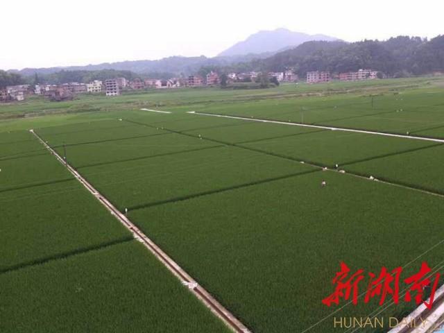 邵阳县富硒大米产地管理