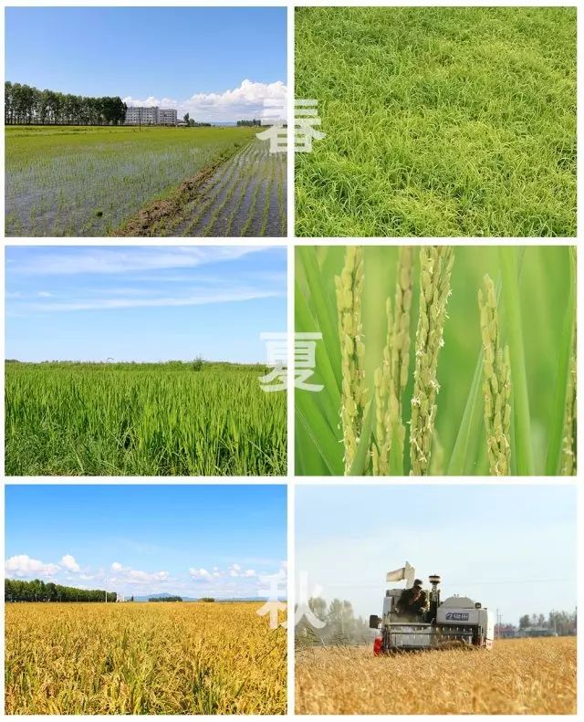 东北黑龙江方正富硒大米