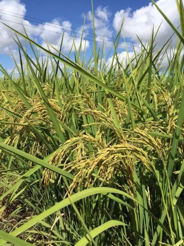 东北黑龙江方正富硒大米