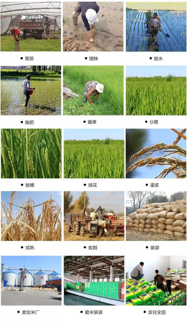 东北黑龙江方正富硒大米