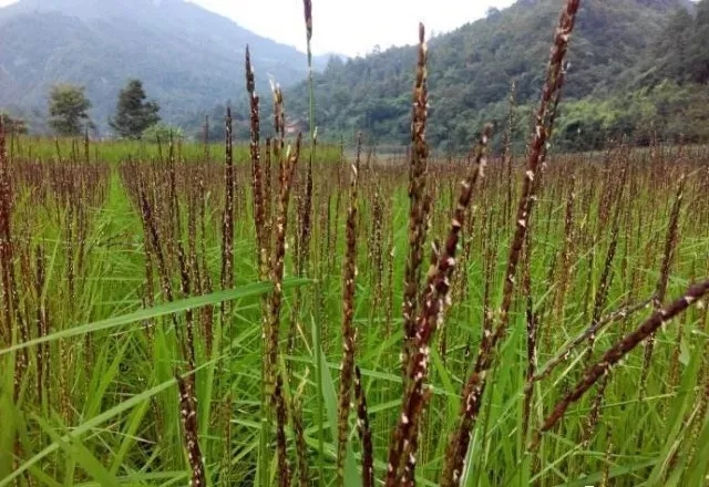 景阳富硒大米种子价格表