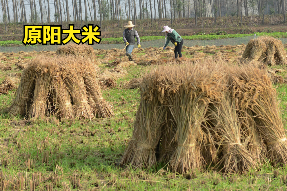 五常富硒大米有什么优势