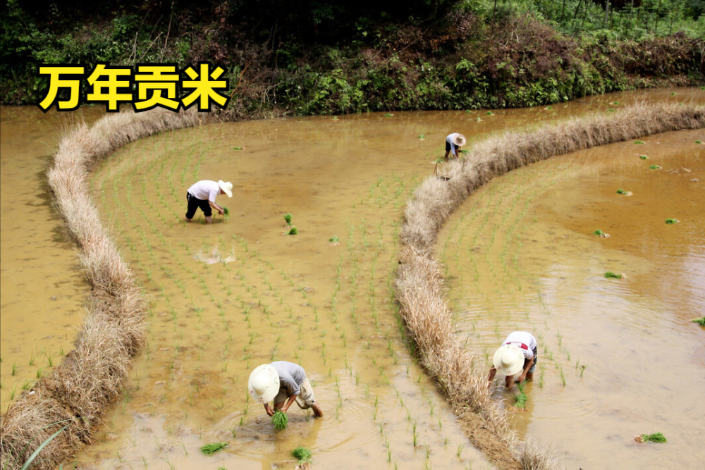 五常富硒大米有什么优势