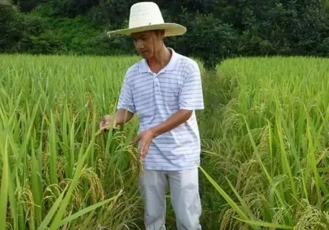 富硒大米一斤装有多少粒