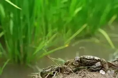 江苏富硒大米多少钱一斤