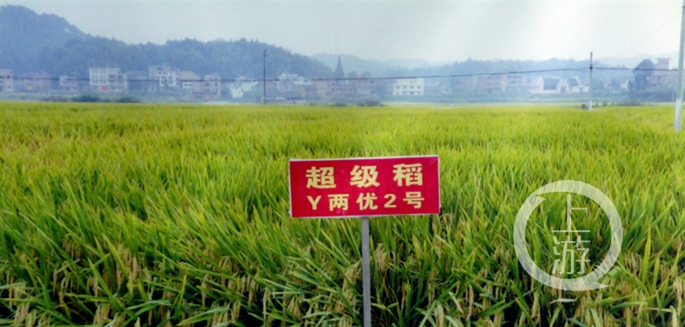 隆平富硒大米价格表最新