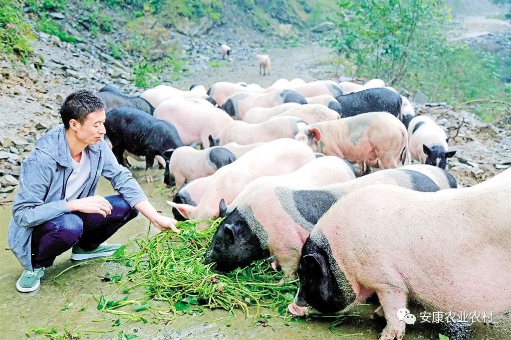 大山第一村富硒大米价格