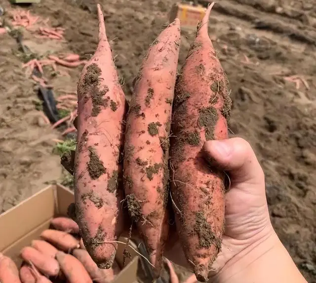 富硒地瓜是什么颜色的呢