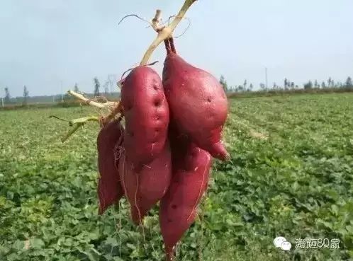 海南富硒地瓜减肥能吃吗