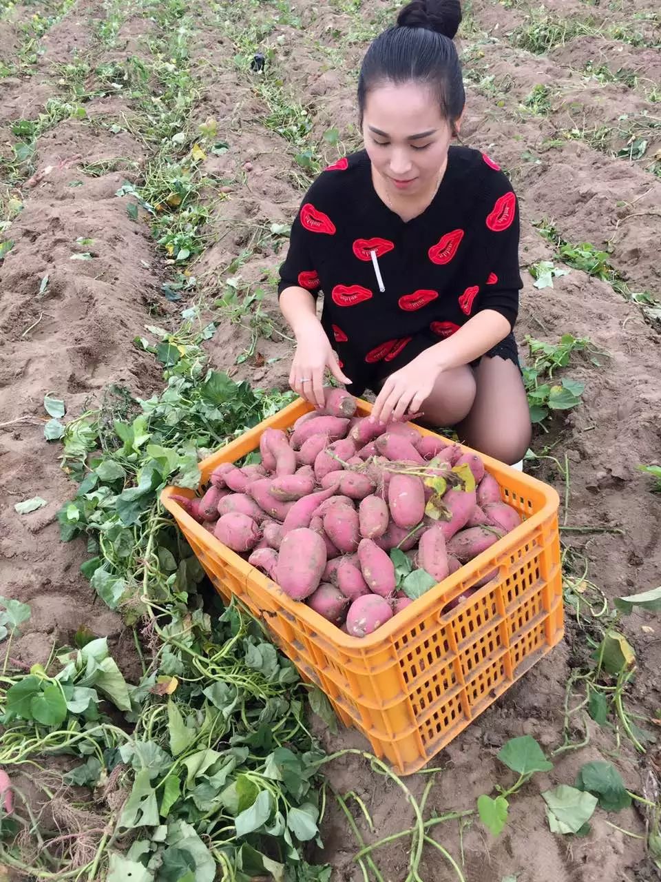 桥头地瓜与富硒地瓜区别