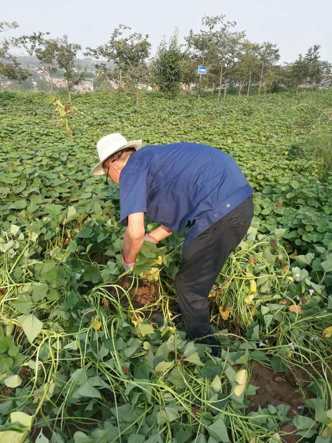 富硒地瓜秧子怎么那么长