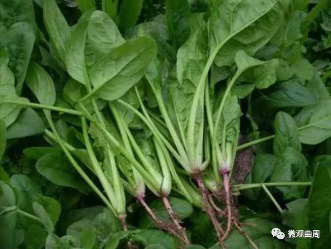 吃富硒面粉的功效与禁忌